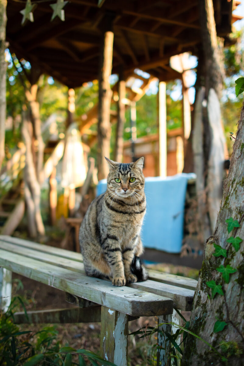 【作例有※実用】Nikon 単焦点 AF-S NIKKOR 28mm f1.8G Nikon AF-S NIKKOR 28mm f/1.8G実写レビュー